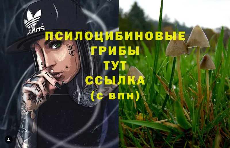 Галлюциногенные грибы Psilocybe  Балахна 